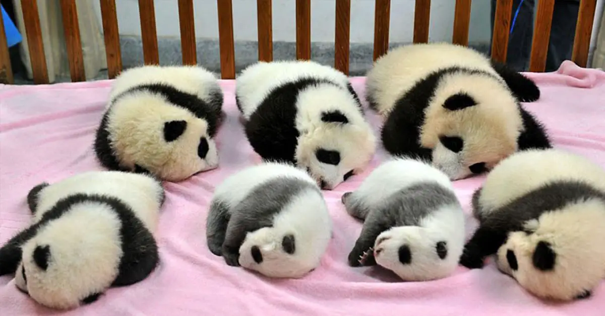 A Baby Panda Daycare Exists, And It’s Open For Visitors