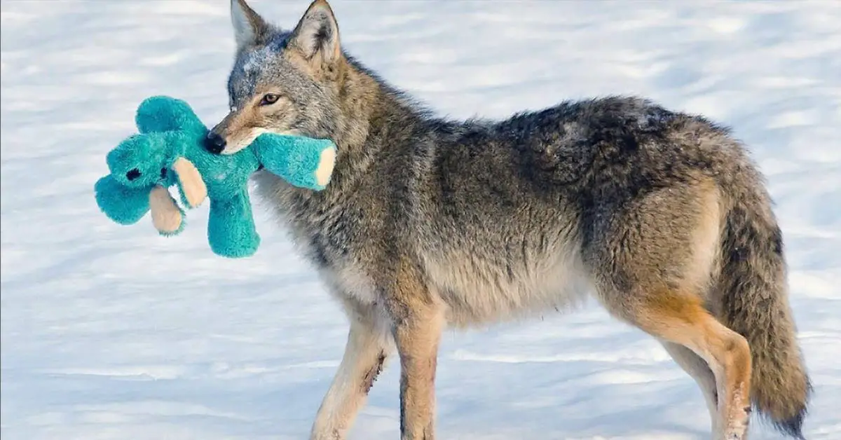 Wild Coyote Shows His Playful Side As He Plays With An Old Dog Toy He Found In The Snow