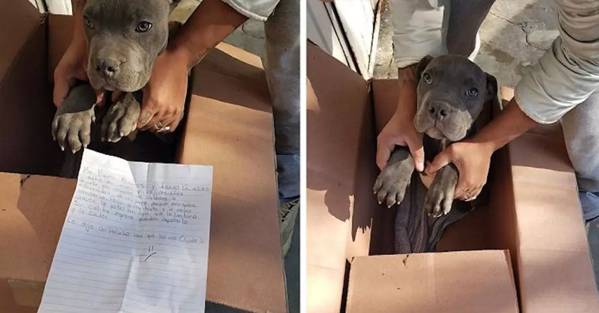 Boy Leaves His Helpless Puppy At A Shelter So His Dad Can’t Beat It