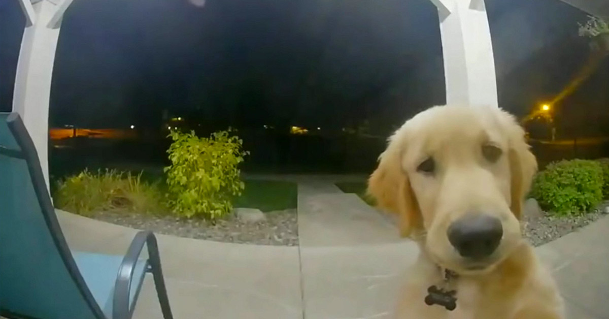 Runaway Puppy Rings Doorbell After He Returns Home Late At Night