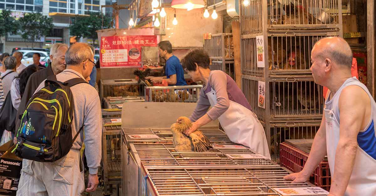 China Bans Wildlife Trade In an Attempt To Combat The Coronavirus Outbreak