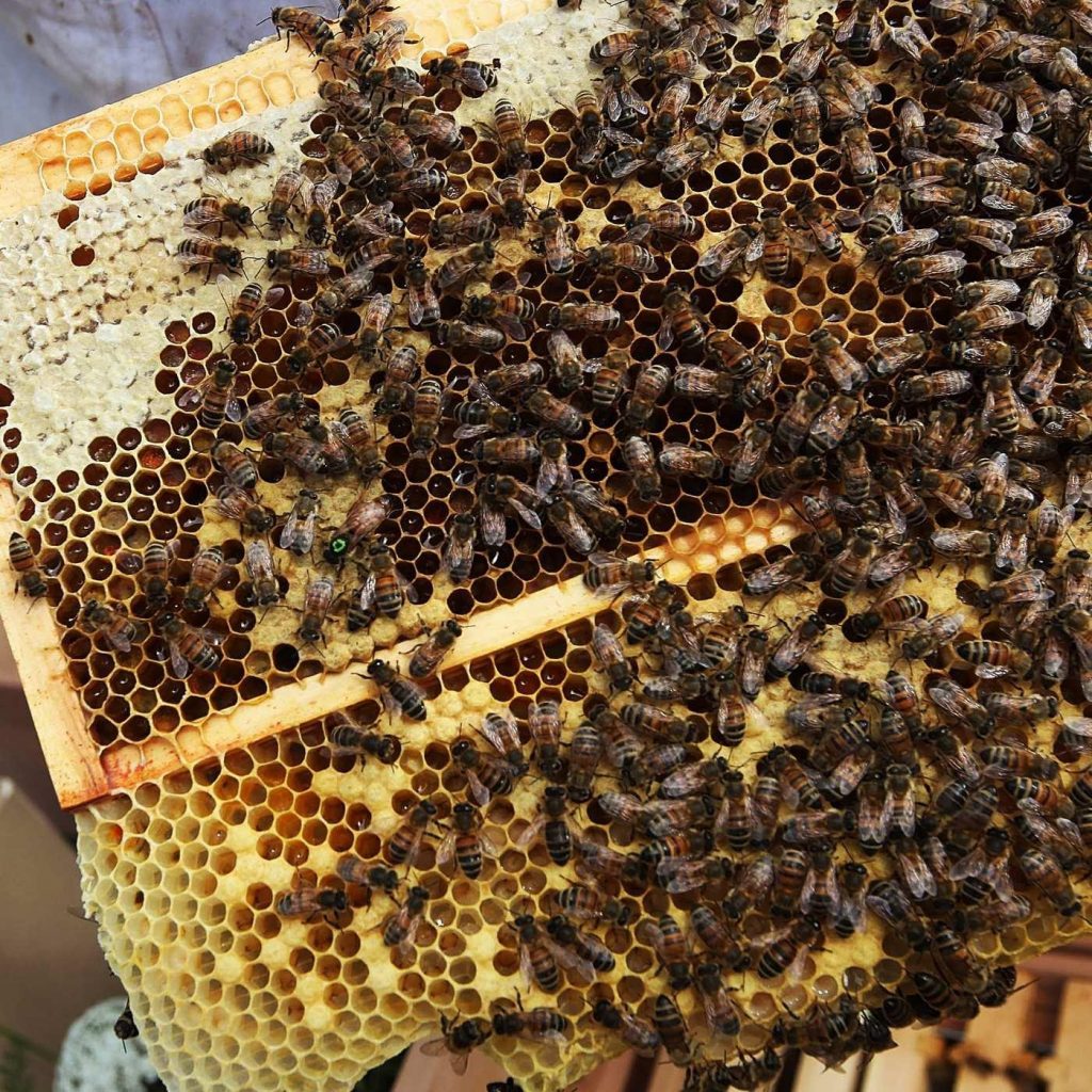 The Truth Behind The Blooming Almond Milk Industry and The Massive