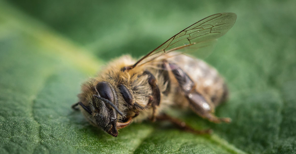 The Truth Behind The Blooming Almond Milk Industry and The Massive