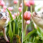 This Photo of a Cute Little Pig Sniffing Pink Tulips will Certainly Brighten Your Day