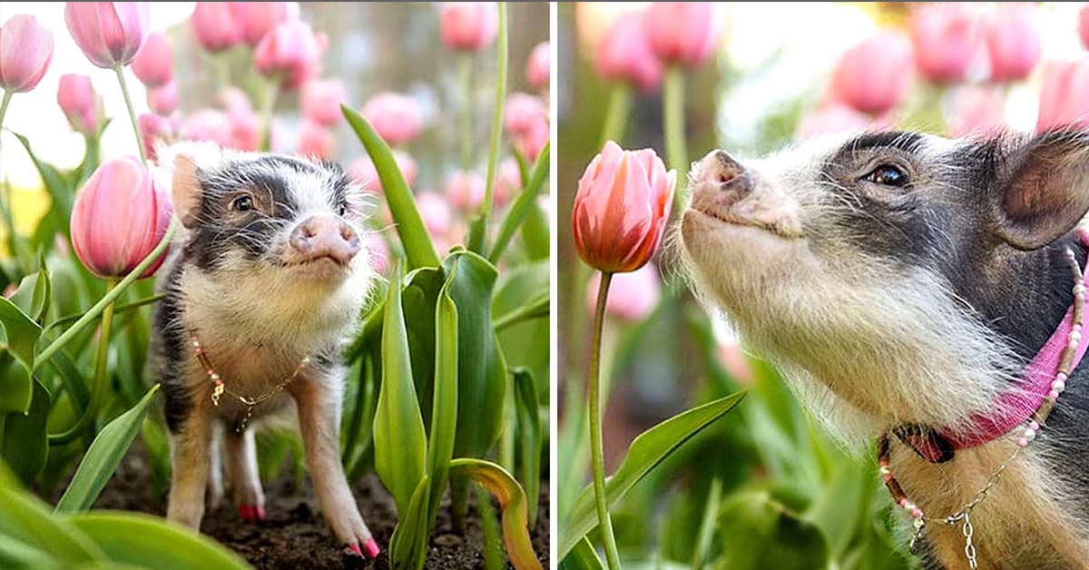 This Photo of a Cute Little Pig Sniffing Pink Tulips will Certainly Brighten Your Day