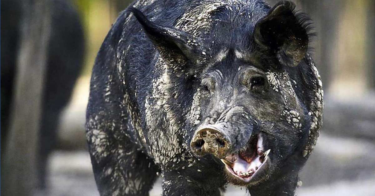 Wild Hogs in Italy Destroyed $22K Worth of Cocaine Buried In the Woods