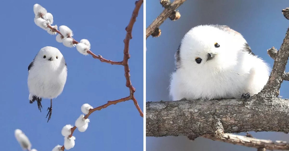 These Tiny Birds Live on a Japanese Island and Look like Flying Cotton Balls