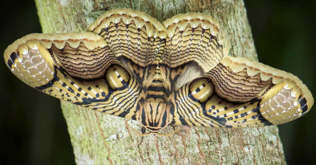 Photographer Captures Stunning Footage of a Giant Brahmin Moth with Tiger Eye Wing Pattern