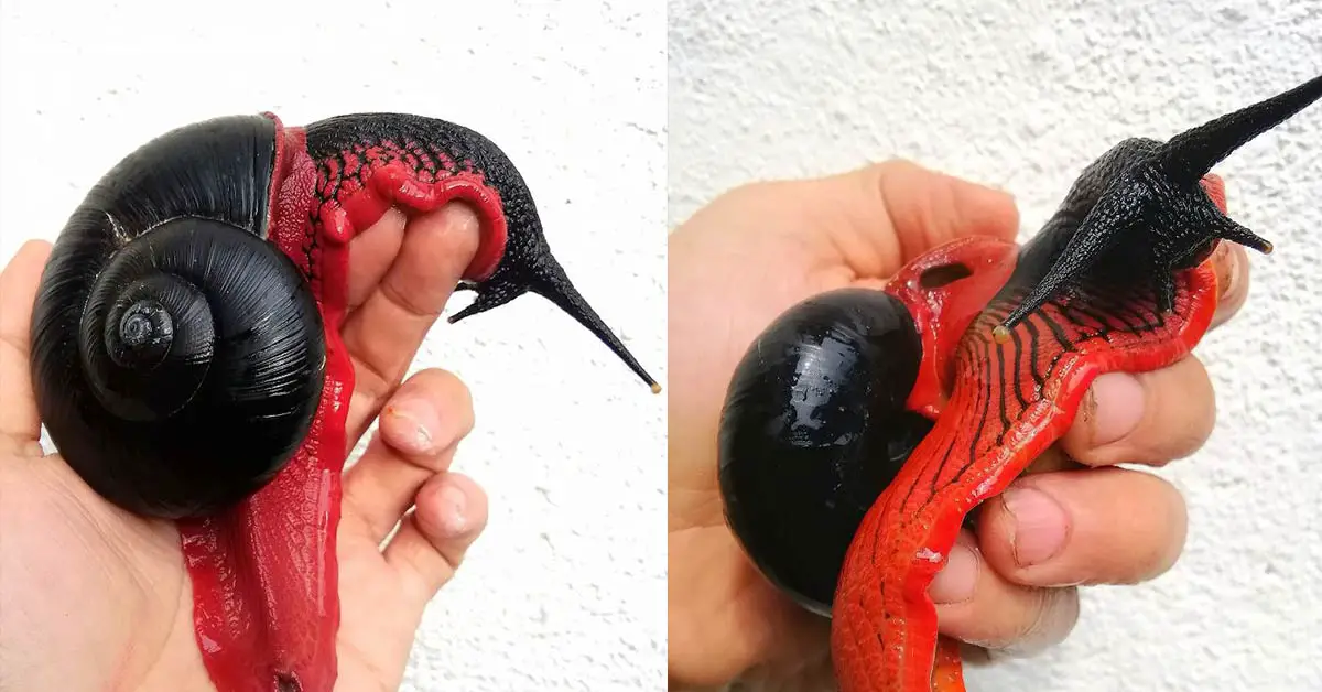 Dracula Mollusca: See The Red and Black “Fire Snail” That’s The Vampire Equivalent of a Slug