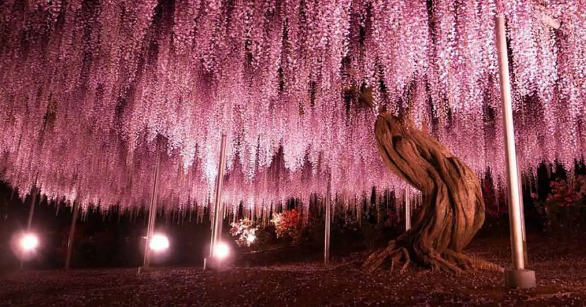 This 149-Year-Old Wisteria in Japan Looks like An Enchanted Waterfall That Never Hits the Ground