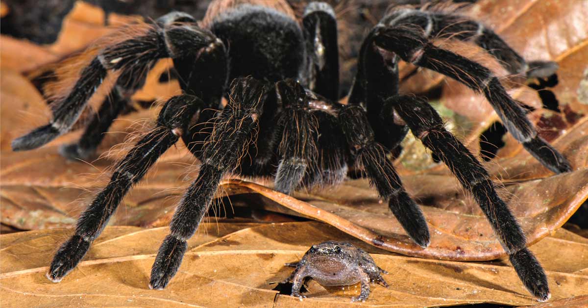 These Giant Tarantulas Are Best Friends with Tiny Frogs and the Relationship Is One of Nature’s Best