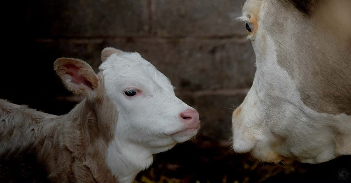 Study Finds That Cows Talk To Each Other and Show Compassion Just Like Humans