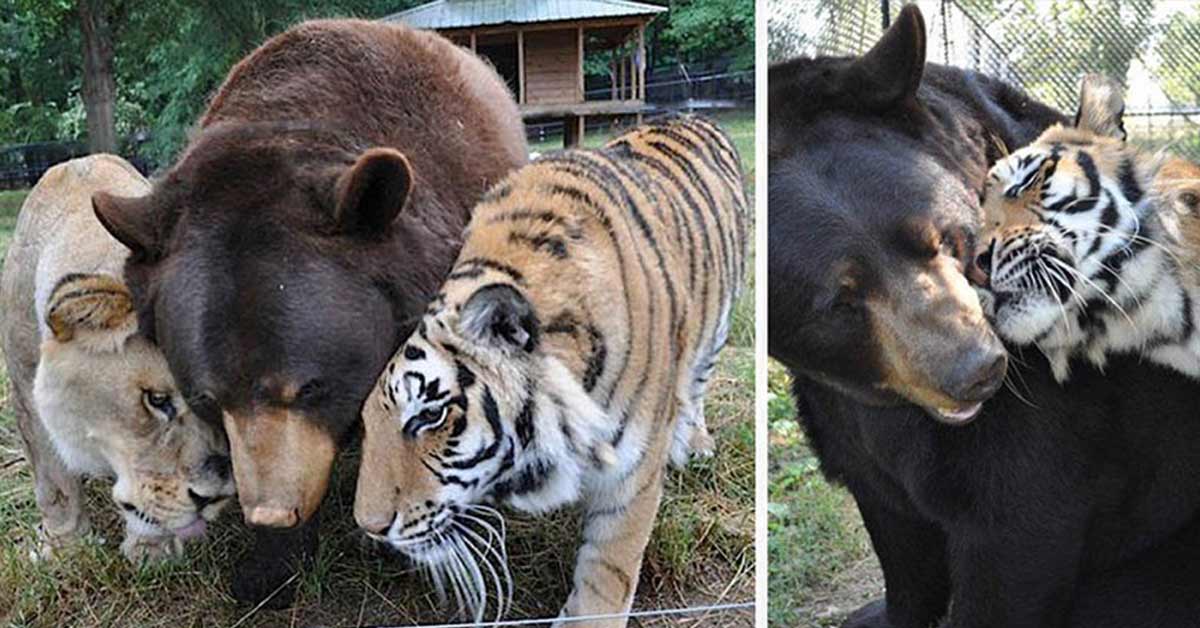 The World’s First and Only BLT Team: Bear, Lion and Tiger Brothers That Never Left Each Other’s Side for 15 Years
