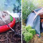 Tiny Hedgehog Goes Camping With His Tiny Equipment, and the Photos Are Adorable