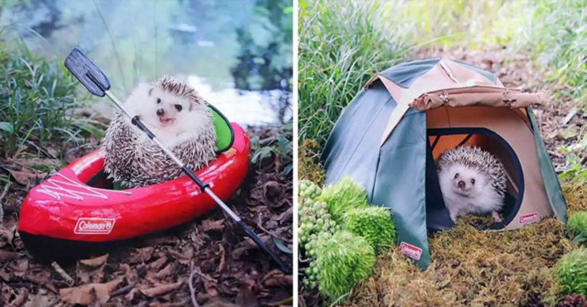 Tiny Hedgehog Goes Camping With His Tiny Equipment, and the Photos Are Adorable