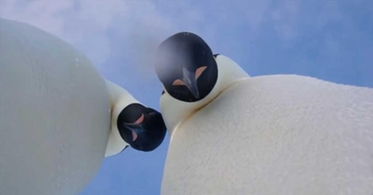 Emperor Penguins Accidentally Knock Camera Over and Ended up Take Hilarious Selfies