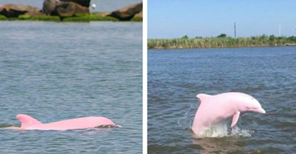 Rare Albino Dolphin Gives Birth to Lovely Pink Calf