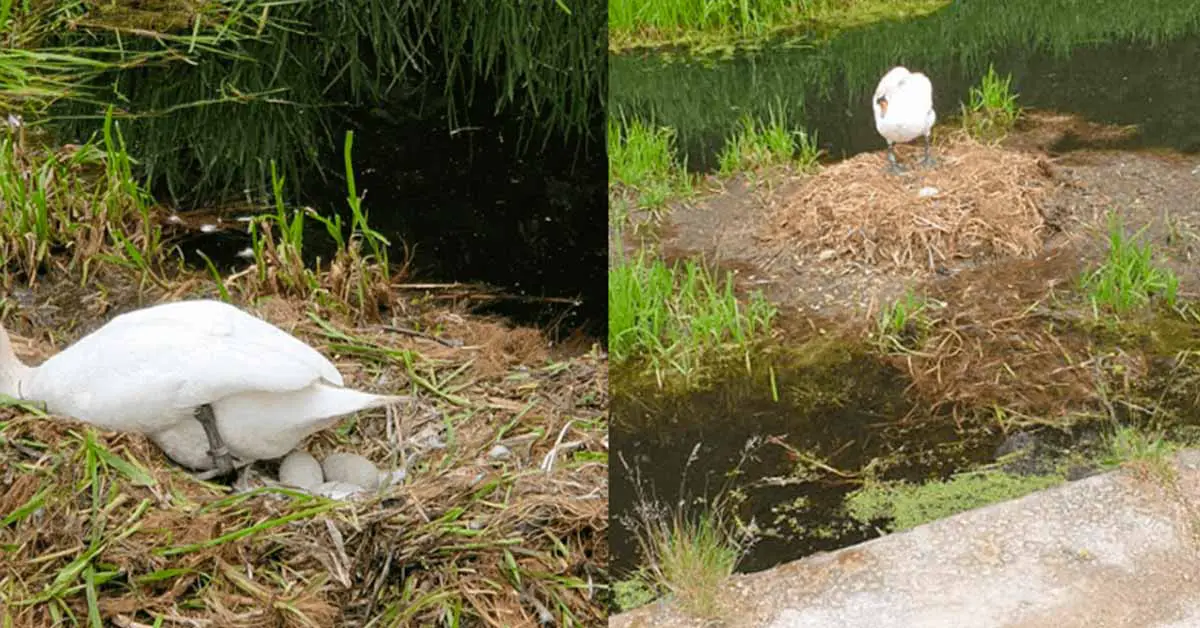 Swan Dies of A Broken Heart After Cruel Teenagers Kill Her Unborn Babies With Brick