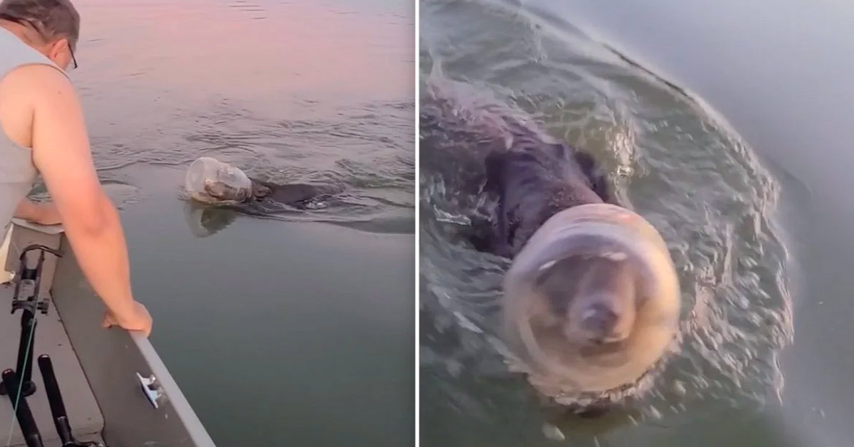 Family on Boating Expedition Save Young Bear Swimming with Plastic Bin Stuck on His Head