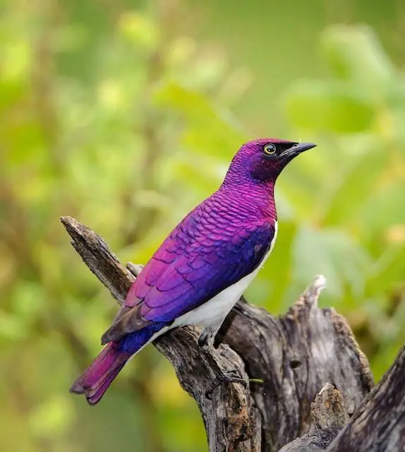 The Violet-Backed Starling Looks like A Beautiful, Flying Gemstone