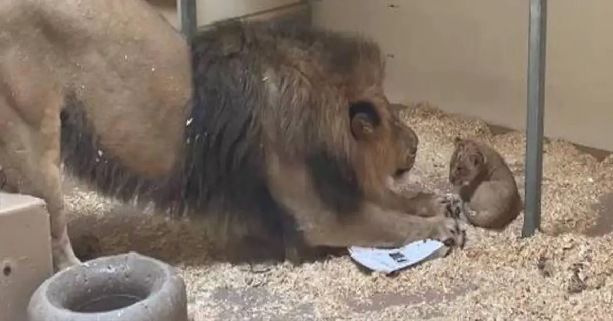 This Video of a Lion Cub in the Denver Zoo Meeting His Father for the First Time Will Certainly Warm Your Heart