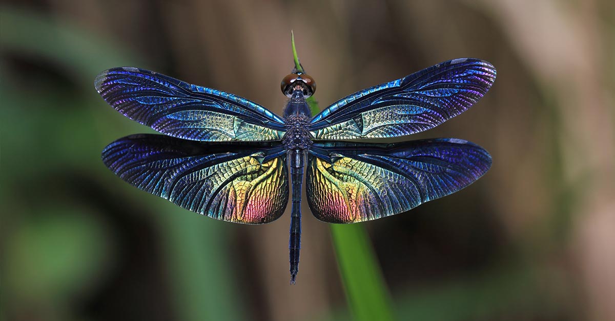Dragonflies Carry A Deep And Significant Meaning: Do You See Them Often?