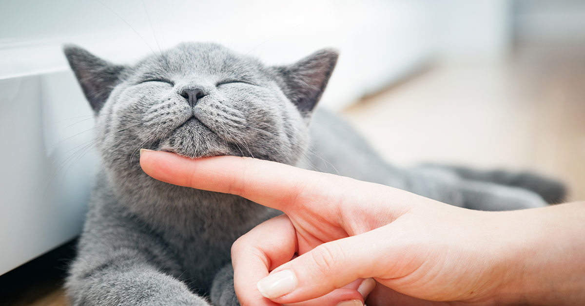 The Healing Power of a Cat’s Purrs