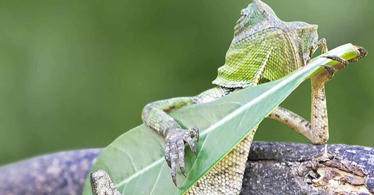 The Coolest Dragon Lizard Ever Caught Playing Leaf Guitar In Indonesia