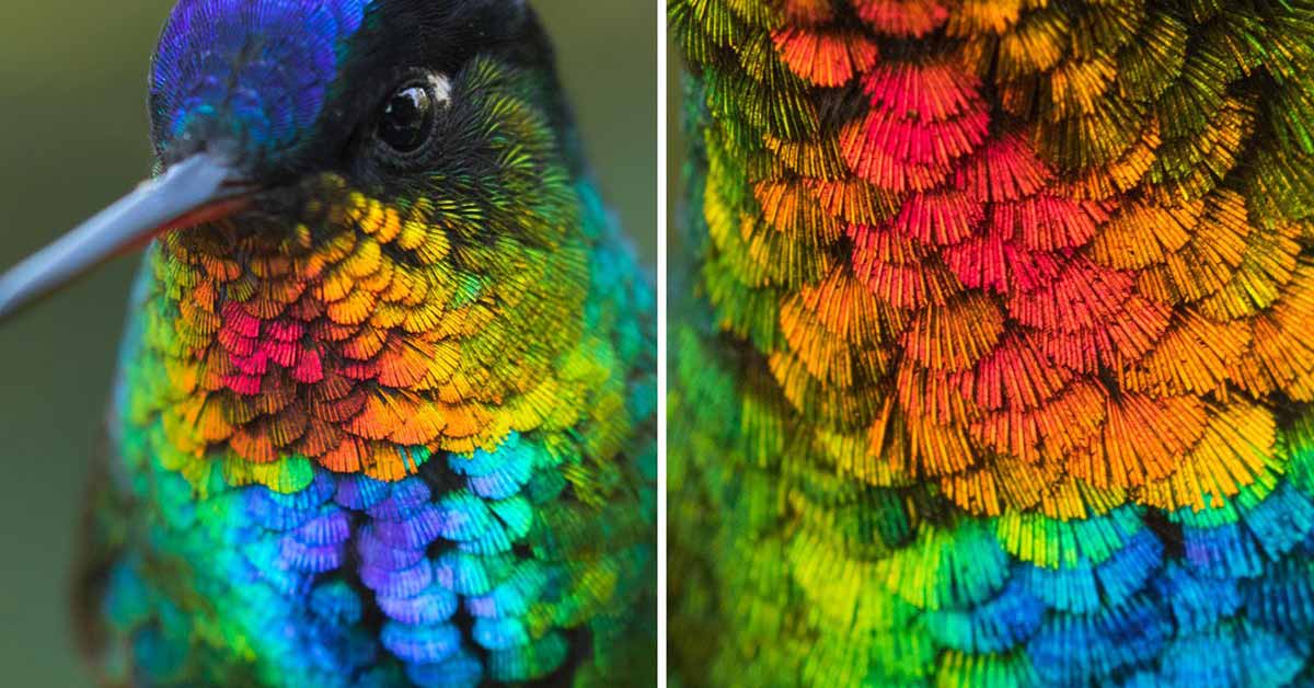 An Amazing Close-Up View Of A Fiery-Throated Hummingbird