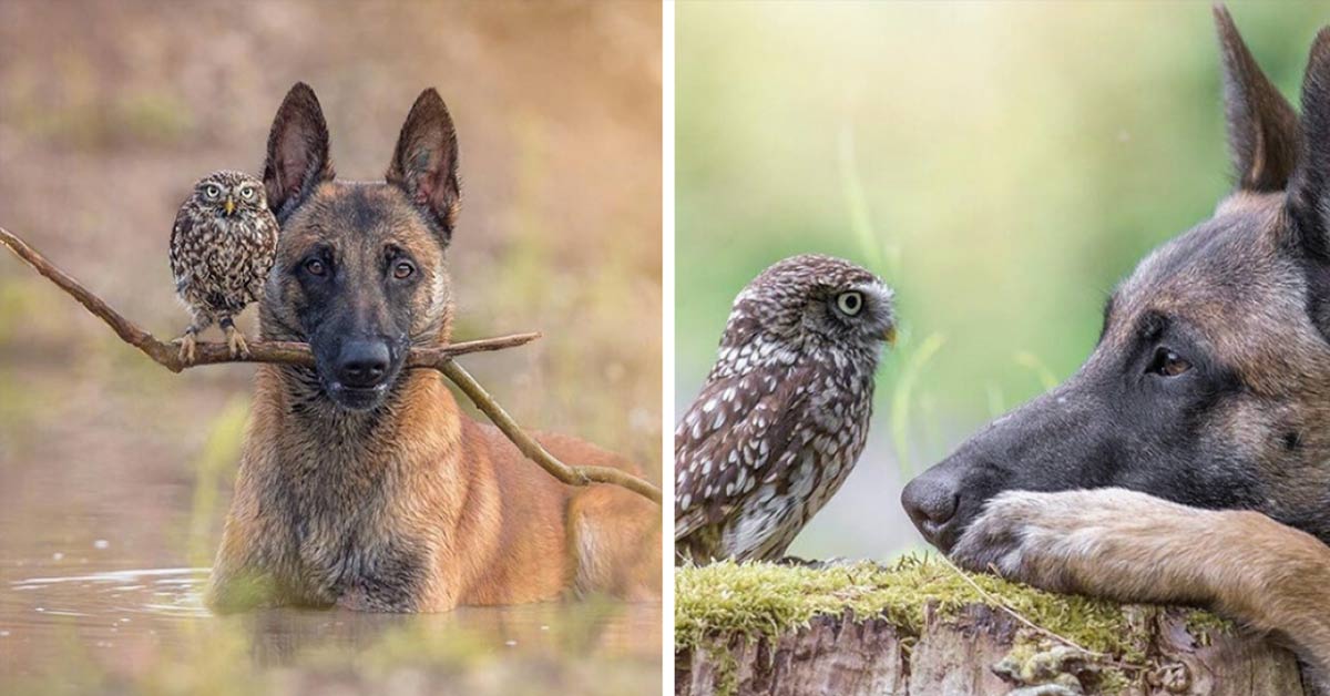 This Tiny Owl Was Adopted By A Dog And Their Pictures Will Certainly Make Your Day