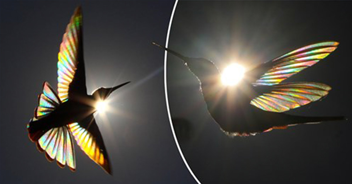 Photographer Captures Incredible Images of Hummingbird’s Wings Gleaming like Rainbows