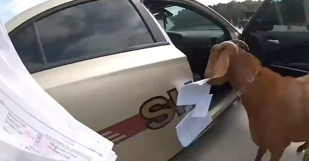 Georgia Goat Jumps into Cop Car, Chews Papers, Spills a Drink, Then Head-Butts Deputy