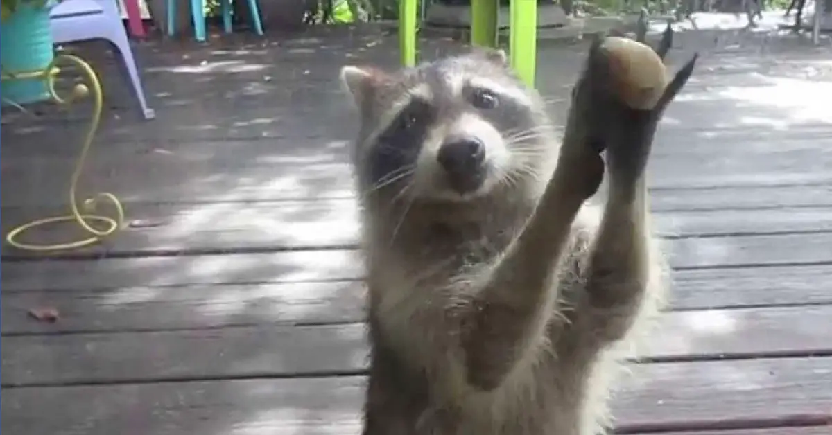 Raccoon Cleverly Knocks on a Glass Door With Rock Between Her Paws When the Cat Food Bowl Is Empty
