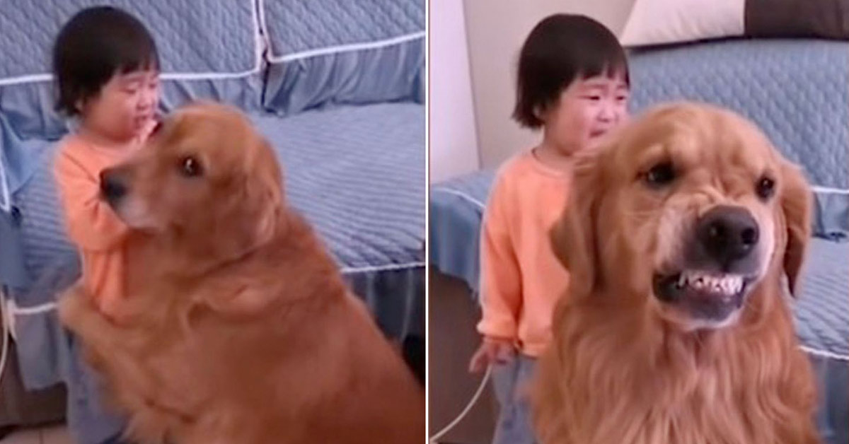 Loyal Golden Retriever ‘Protects’ Crying Girl As She’s Told Off By Her Mother