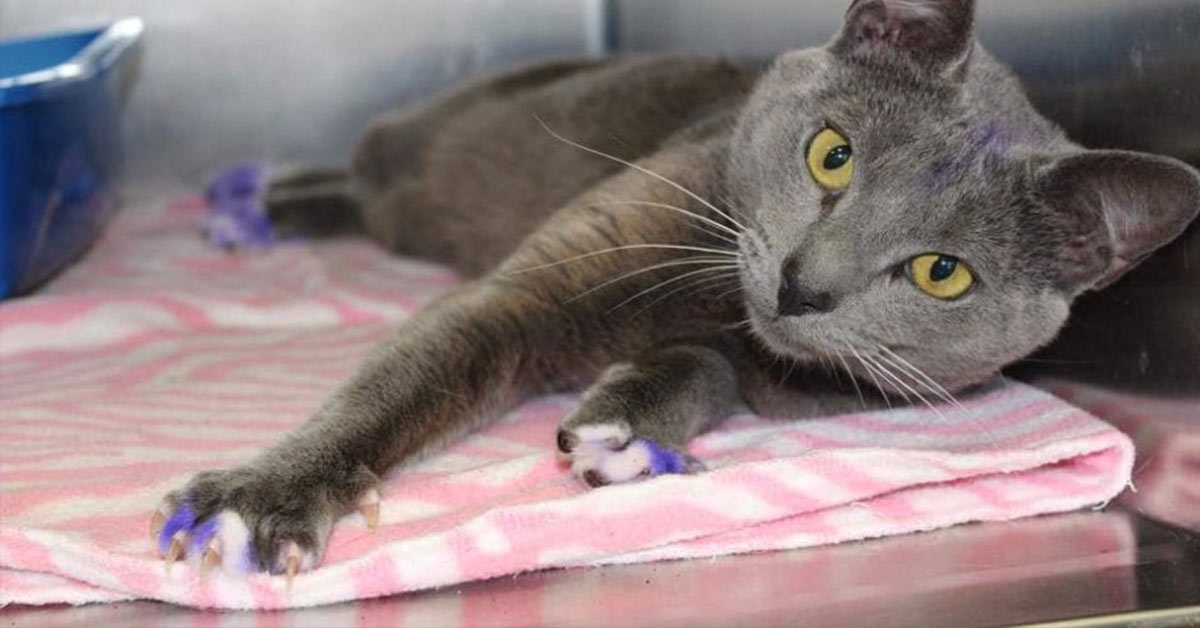 If You See A Cat With Purple Paws, Pick It Up And Take It To The Nearest Shelter. It’s Being Used As Dog-fighting Bait