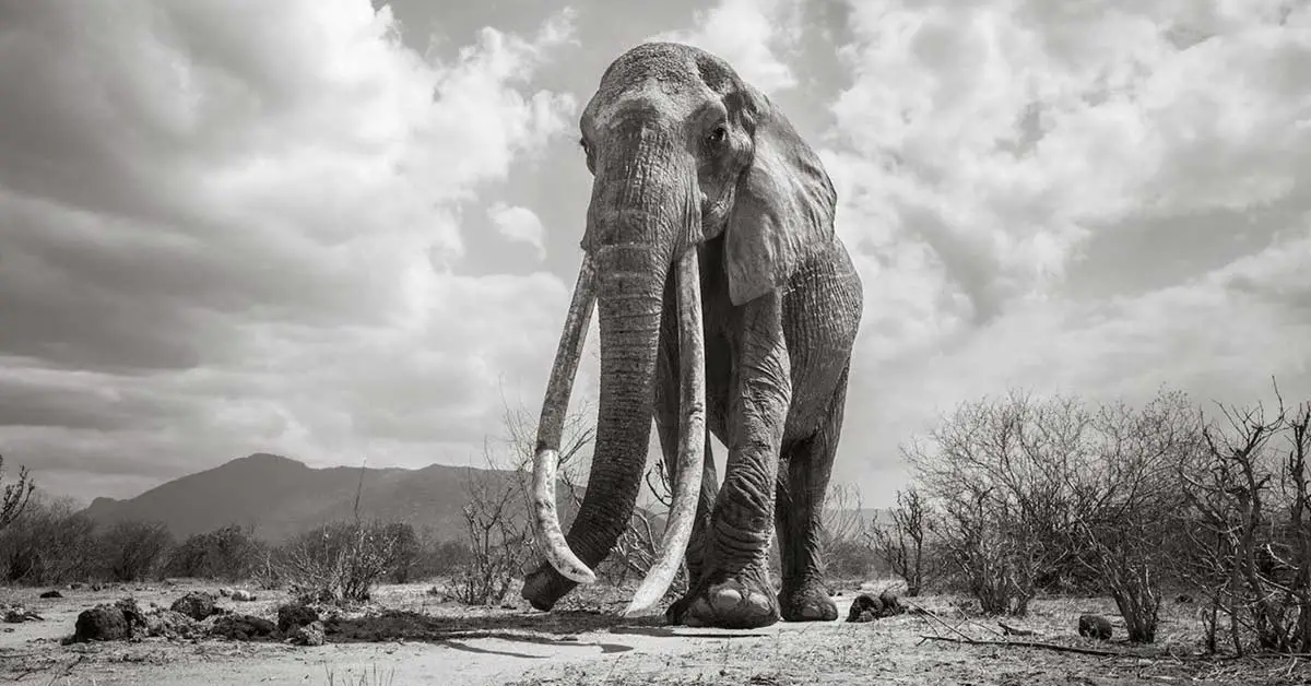 A Photographer Captured The Last Images of Kenya’s ‘Elephant Queen’ Just Before Her Death