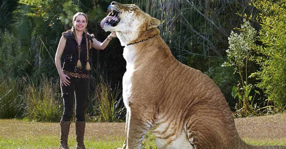 Meet Hercules the Liger, The World’s Largest Living Cat
