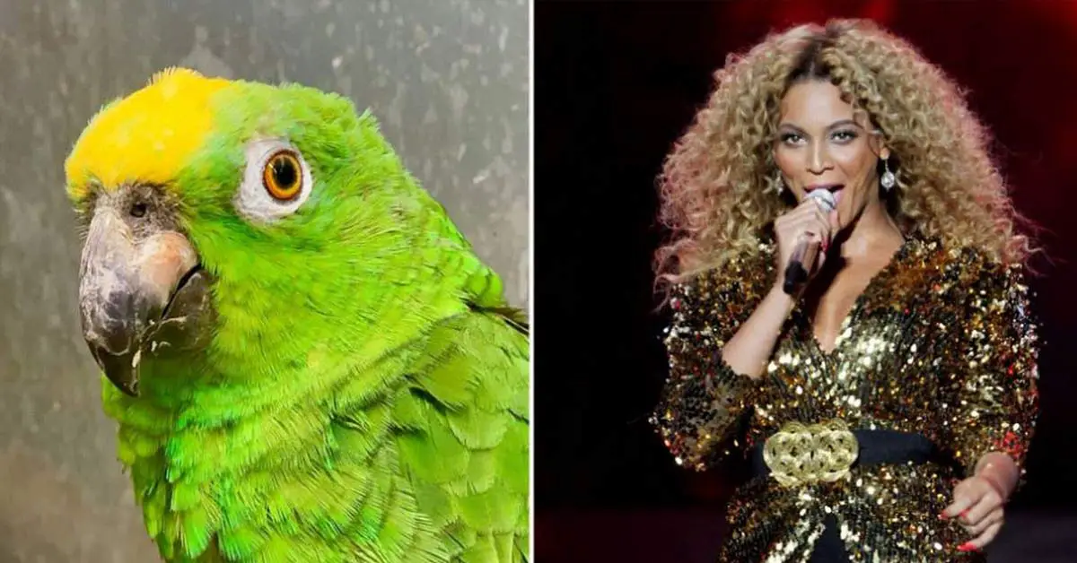 The Sassy Singing Parrot Actually That Thinks It’s Beyoncé