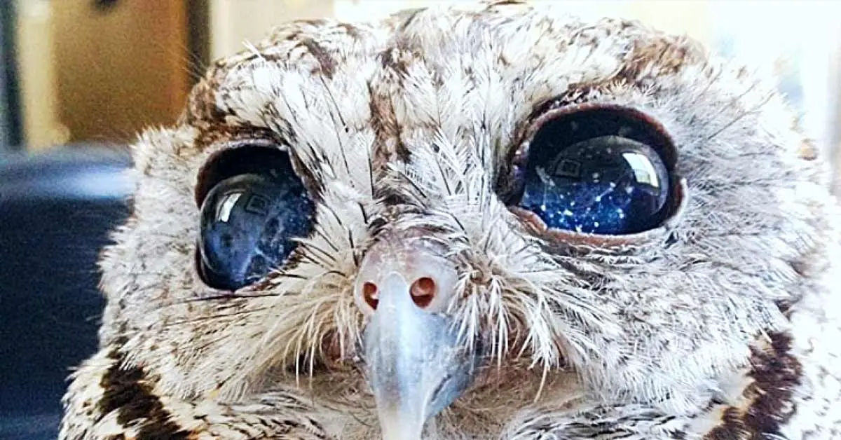 Meet Zeus, The Rescued Blind Owl With Stunning Galaxies In His Eyes