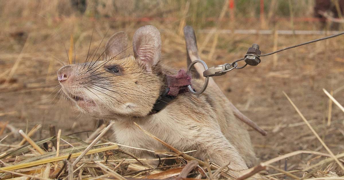 Giant African Pouched Receives A Gold Medal For Detecting Landmines In Cambodia