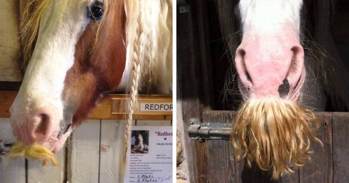 This Breed of Horses Can Grow Moustaches and They Are Just Awesome