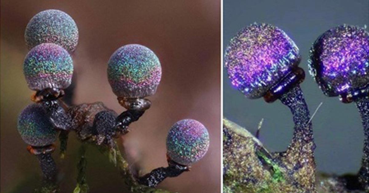 The Amethyst Mushroom, Looks like It Contains the Entire Galaxy