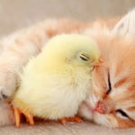 Kitten and Chick Nap so Sweetly Together